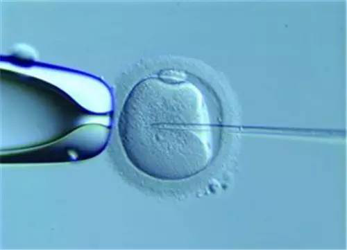 当AMH值低于1 ，试管的成功率有多少？