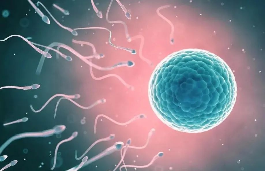 没有优势卵泡怎么办 ? 几个方法教你通过日常调理提升优势卵泡