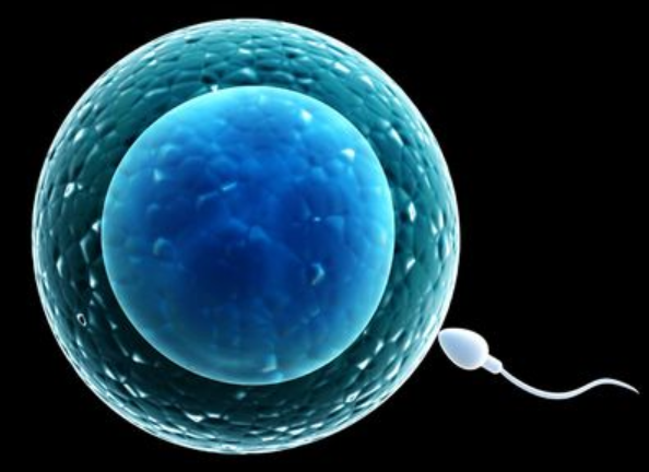 想要尽早怀上孕，吃出又大又圆的卵子，应该怎么调理？