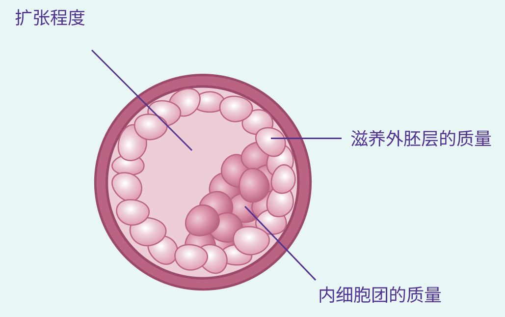 我的胚胎评分不高，胚胎/囊胚评分是指看什么呀？